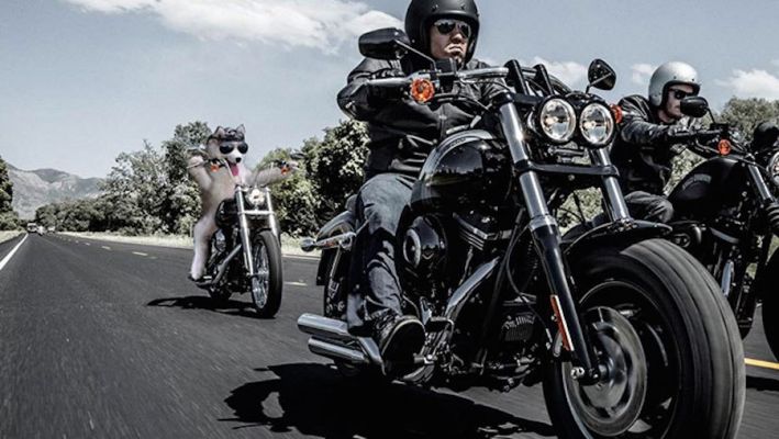 Perrito se atora en un árbol y usuarios le crean divertidos memes  - Foto 1 