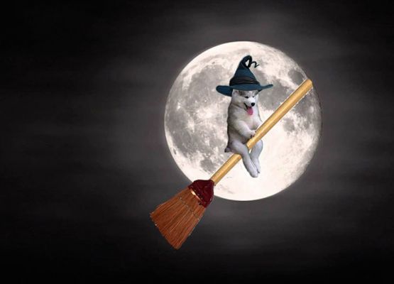 Perrito se atora en un árbol y usuarios le crean divertidos memes  - Foto 8 