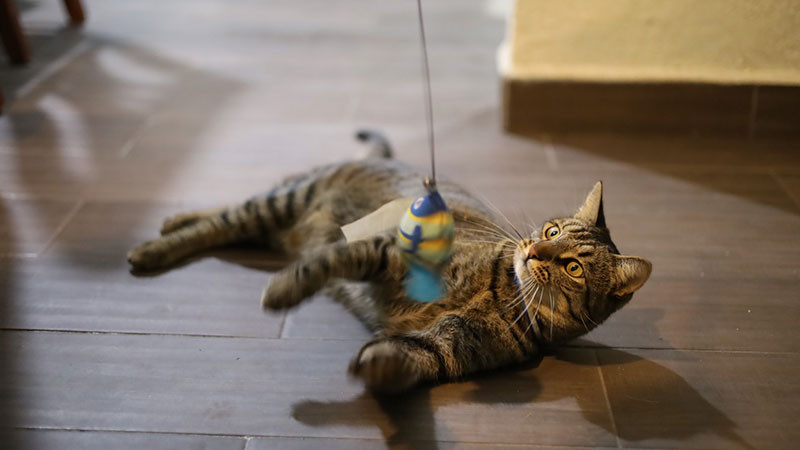 Mantiene sector salud activas jornadas de esterilización canina y felina en Michoacán 