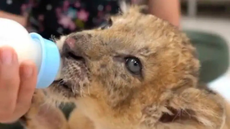 Rescatan a cachorro de león en Mérida; se encontraba en malas condiciones 