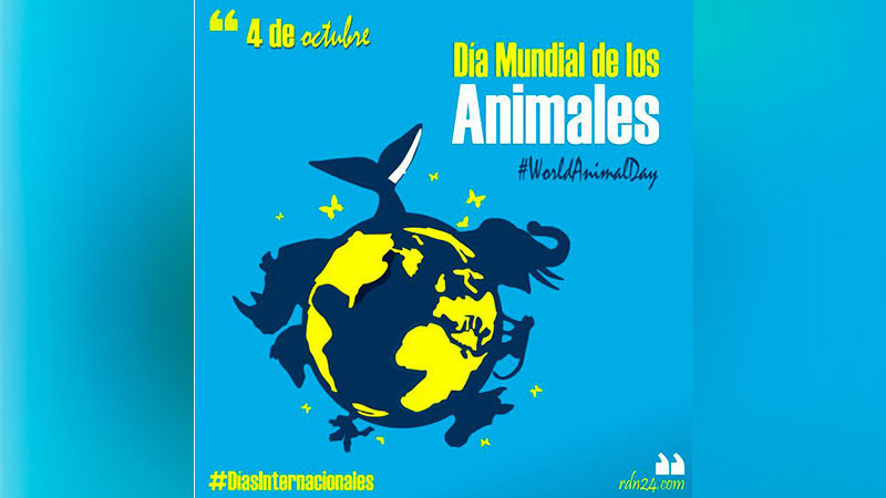 Maltrato animal en Michoacán se dispara 40% en un año; 99% de los casos quedan impunes, denuncian asociaciones 