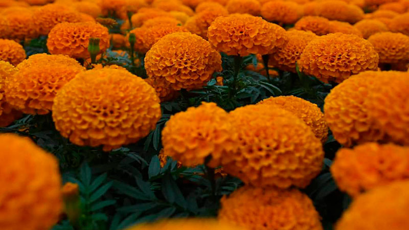 En riesgo, plantas de Cempasúchil por inundaciones en Xochimilco  