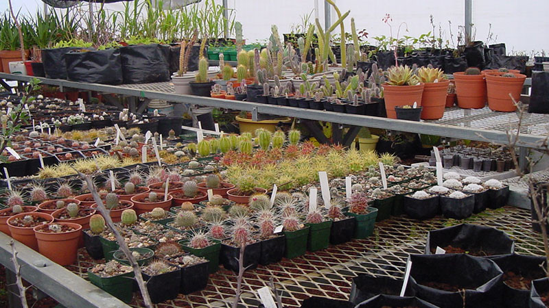 Resguarda ecojardín de la UNAM Morelia 150 especies de cactáceas  