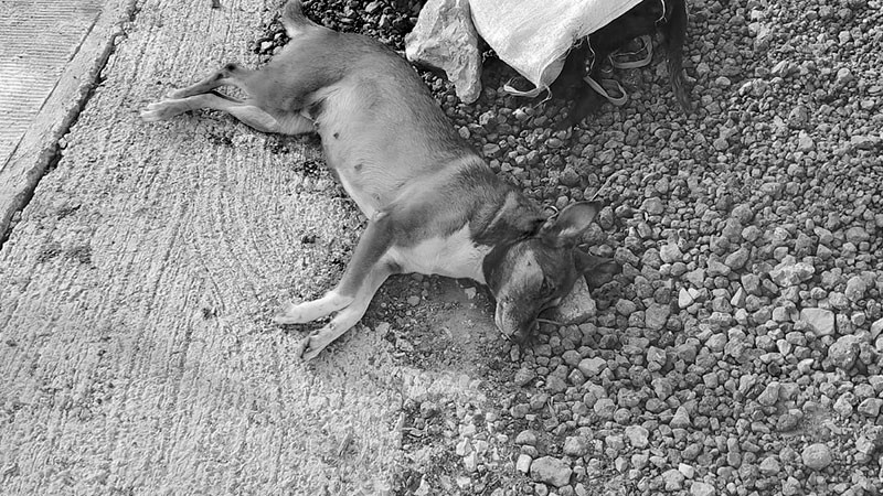 Inicia la CEDH queja de oficio por probable envenenamiento de animales en Maravatío 