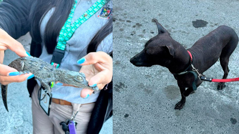 Rescatan a animales exóticos tras operativos en Apodaca, Nuevo León 
