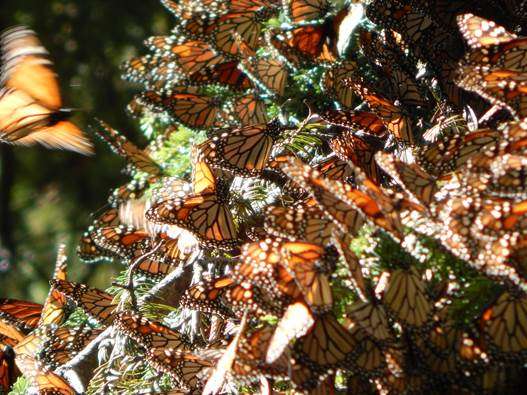 Del 23 de noviembre al 31 de marzo del 2017 estarán abiertos los santuarios de hibernación de la mariposa Monarca 