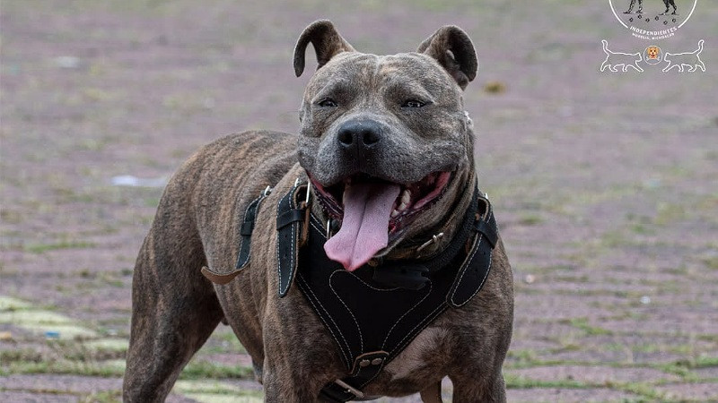 Este domingo Feria de adopción en Morelia: una oportunidad para cambiar vidas 