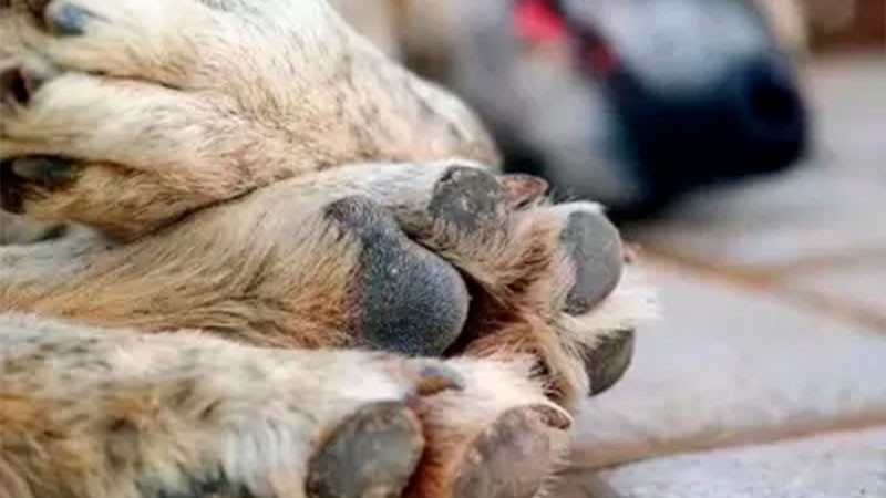 Envenenan a cinco perritos en Yucatán 