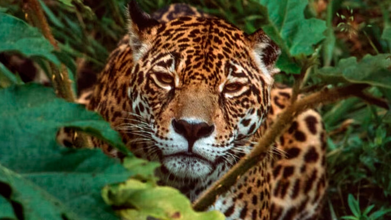 Rechaza Greenpeace manejo de fauna en obras del Tren Maya 