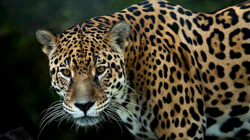 La UNBIO denuncia a SEDENA por daños a la fauna silvestre y leyes ambientales en el sureste mexicano  