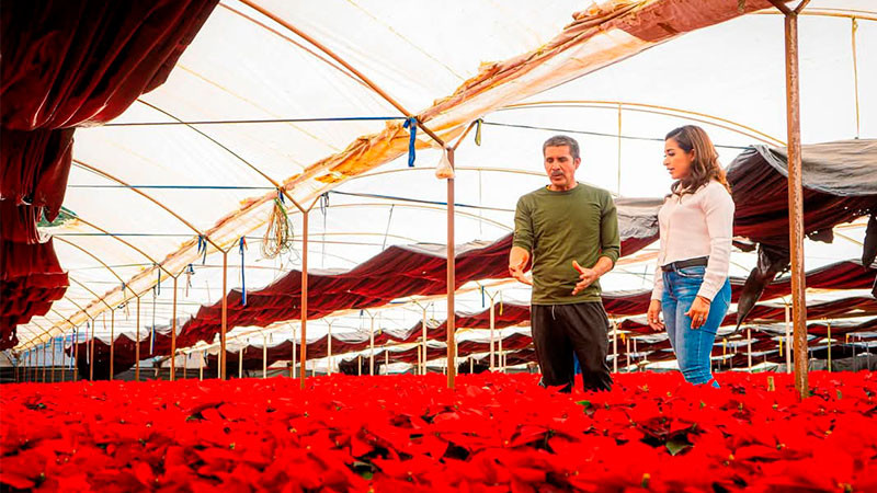 A seguir apoyando a los productores Nochebuena convoca Grecia Aguilar 