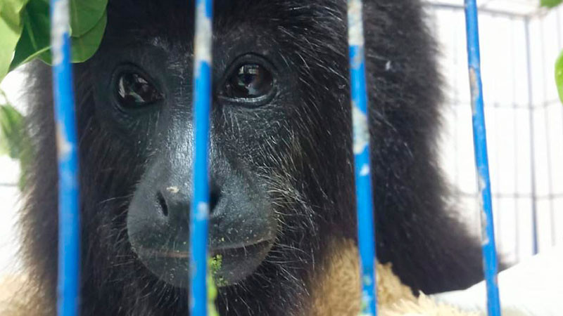 Presenta la AZCARM denuncia por amputación negligente de mono saraguato 