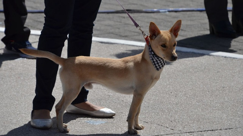 Realizan jornada de esterilización en colonias, barrios y comunidades de Querétaro 