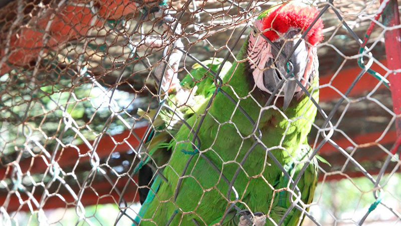 Trasladan a la Guacamaya Martha al Zoológico de Morelia 