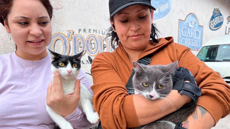 Hermano Animal ofrece esterilización de 100 gatos y perros a precios bajos en Tarímbaro, Michoacán 