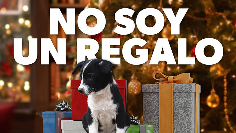 Por esta razón no debes regalar mascotas en Navidad 