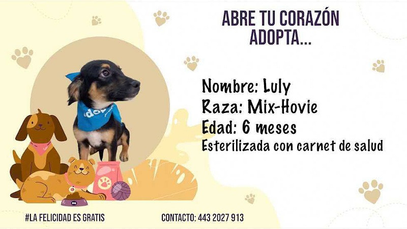 ¡Haz match con un lomito o michi este fin de semana! Lánzate a nuestra última Feria De La Adopción 