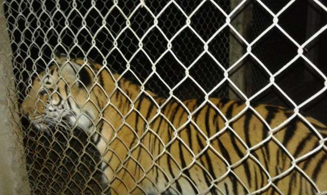 SSP y Sedena aseguran tigre de bengala en Parácuaro 