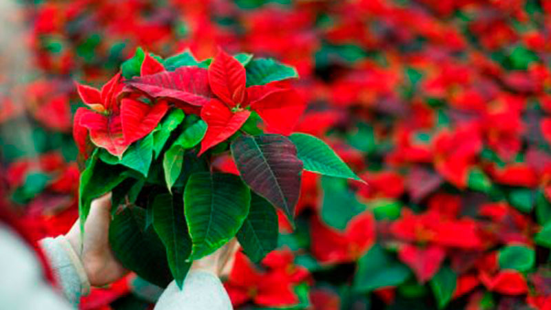 La Flor de nochebuena, más que un símbolo es una tradición: experta  