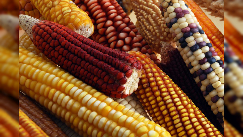 México pierde disputa por maíz transgénico contra EU en panel del T-MEC 