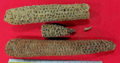 México descifra genoma del maíz más antiguo del mundo 