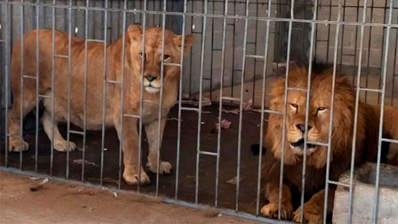 Rescatan a león y leona en cateo en Puebla 