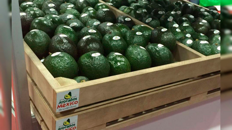 Aguacateros mexicanos confían en que exportaciones a EEUU "vayan por buen camino" 