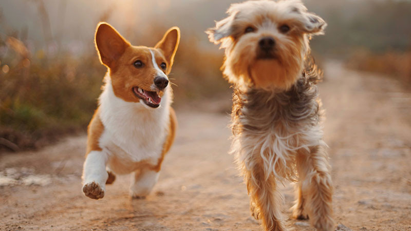 Colocará municipio de Querétaro 15 mil chips para mascotas: Lennys Meléndez 