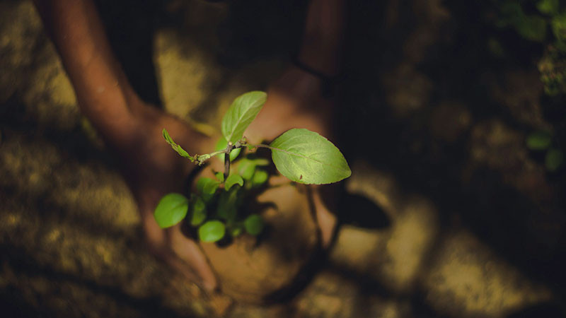 Con especies de temporada, comenzó la reforestación de plazas y boulevares en Morelia, Michoacán  