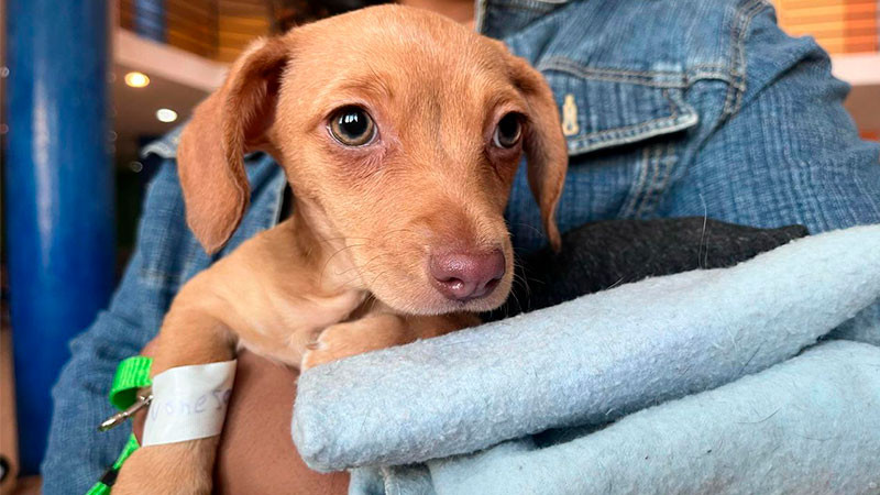 Jalo por los Michis y Lomitos lleva esterilizaciones gratuitas de perros y gatos 