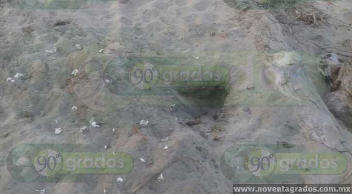 Perros, principales depredadores de los nidos de huevos de tortuga - Foto 0 