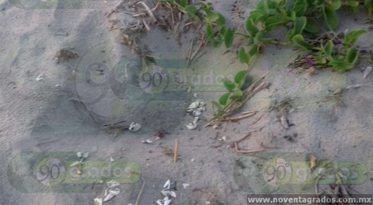 Perros, principales depredadores de los nidos de huevos de tortuga - Foto 1 