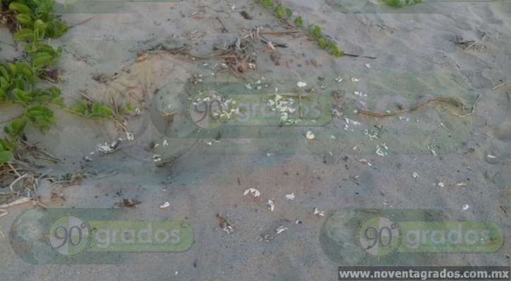 Perros, principales depredadores de los nidos de huevos de tortuga - Foto 2 