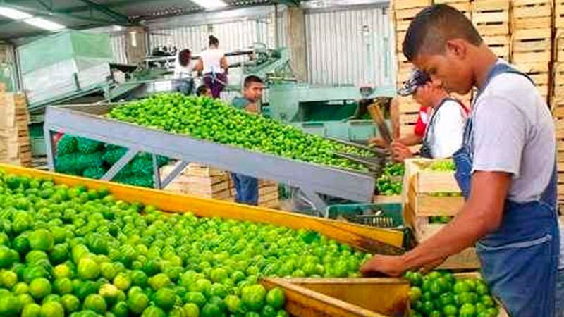 "Nos tienen de rodillas": limoneros de Apatzingán 