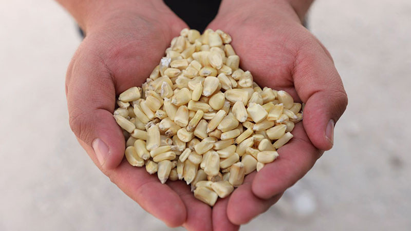 Entrega SEDEA maíz para consumo humano en Tolimán, Querétaro 