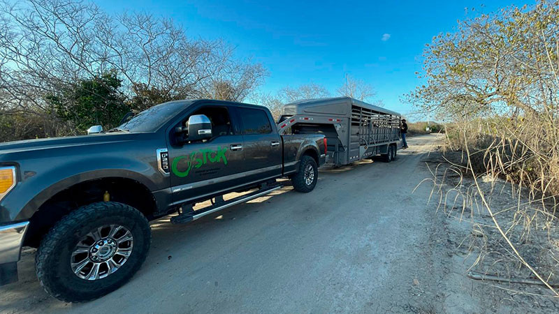 Unidad de rescate del santuario Ostok sufre violento robo: despojan de vehículo esencial para salvar animales silvestres 
