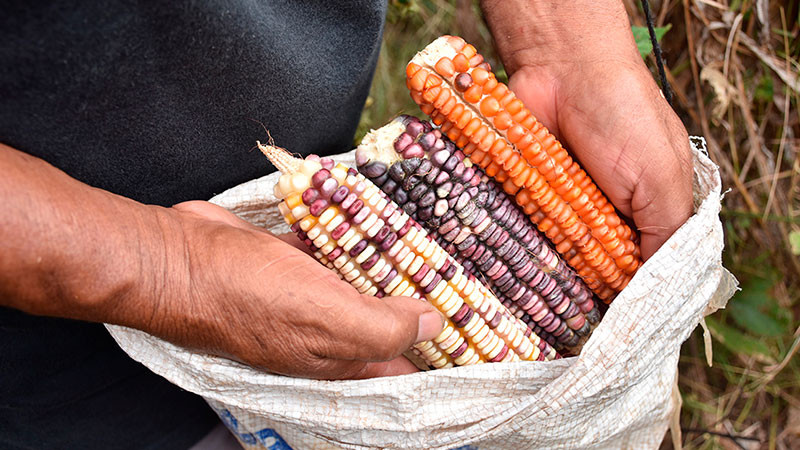 Diputados aprueban prohibición de maíces transgénicos; dictamen pasa al Senado 