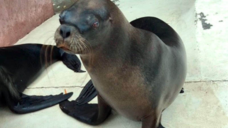 Partido Verde impulsa reforma que amenaza la vida de manatíes, lobos marinos y delfines: ambientalistas de Azcarm 