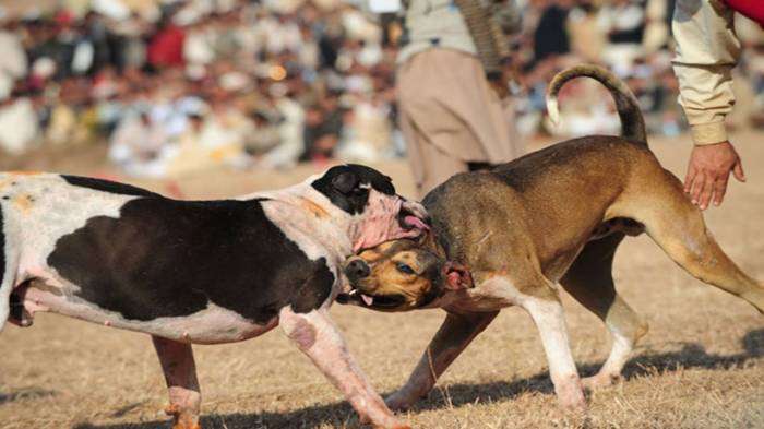 Se aprueba prohibir la realización de peleas de perros en todo el país 