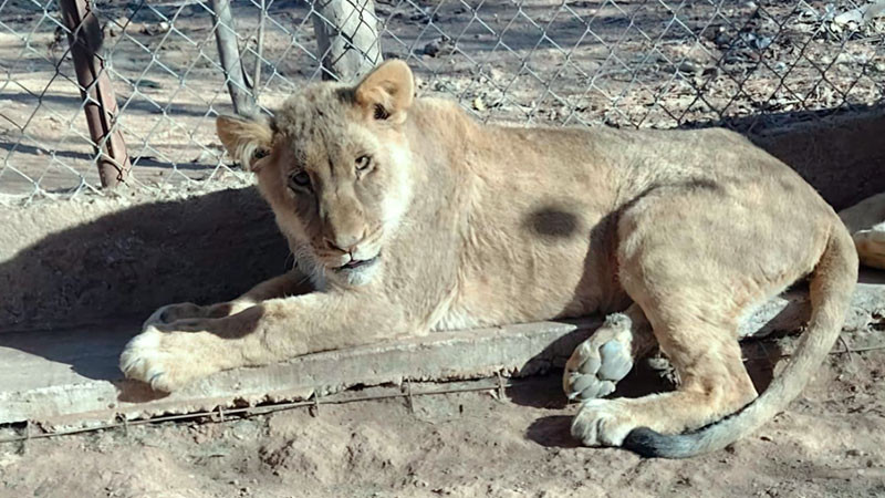 Ante grave situación ambiental, la Asociación de Zoológicos de México le exige al PVEM que sí legisle para proteger la ecología nacional 