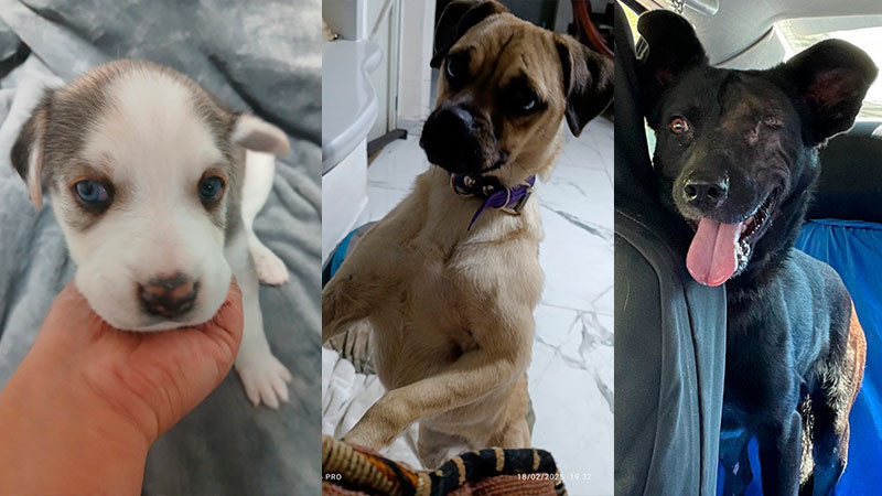 Este domingo celebrarán feria de adopción en Morelia: una segunda oportunidad para perros y gatos 