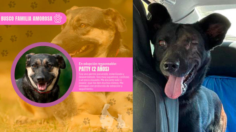 Esté sábado feria de adopción interestelar en Morelia: peludos en busca de un hogar lleno de amor 
