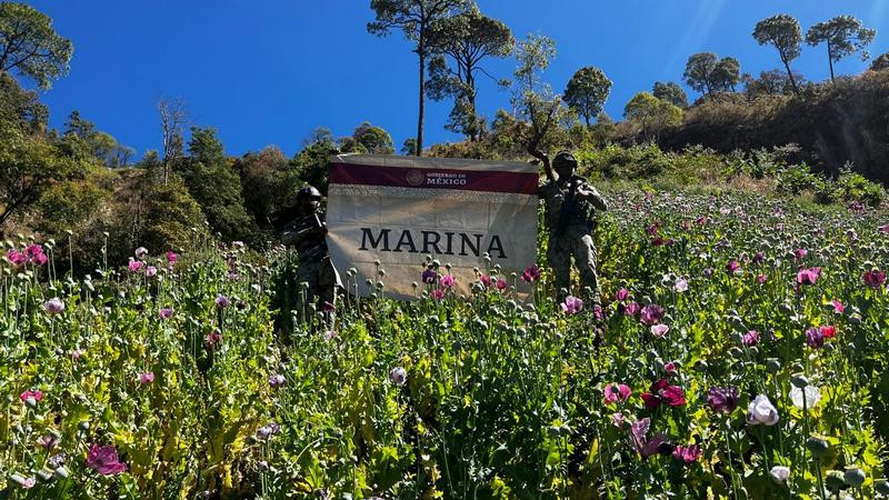 Marina destruye 35 plantíos de amapola en Del Nayar, Nayarit 