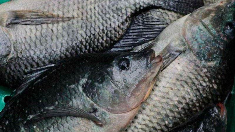 Cuaresma 2025: compra a bajo costo pescado fresco directo de productores michoacanos 
