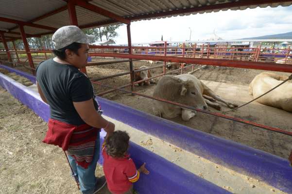 Continúa abierta ventanilla para Programa de mejoramiento genético de la ganadería en Morelia 