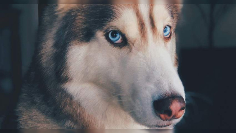 Animalistas acusan a transportistas de Morelia de atropellar perros a propósito