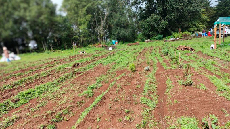 Crisis hídrica en México: la urgencia de adaptar la agricultura para garantizar agua y alimentos 