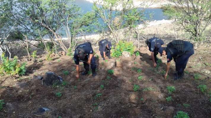 Destruyen plantío de marihuana en Churumuco, Michoacán 