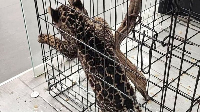 Venden cachorro de jaguar en Plaza TecnoModa de Oaxaca a pesar de ser ilegal 