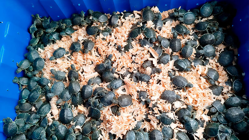 Profepa asegura 320 crías de tortuga pavo real en cajuela de autobús 